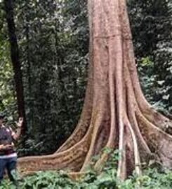 Cagar alam sibolangit