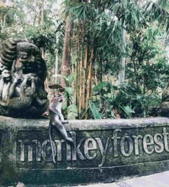 Monkey Forest Ubud