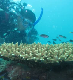 Kursus Selam Semarang