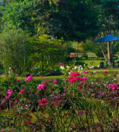Kebun Mawar Situhapa